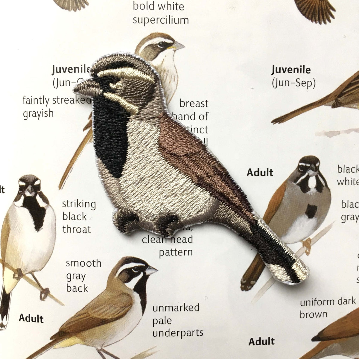 Black-throated Sparrow Bird Patch – Bird Collective