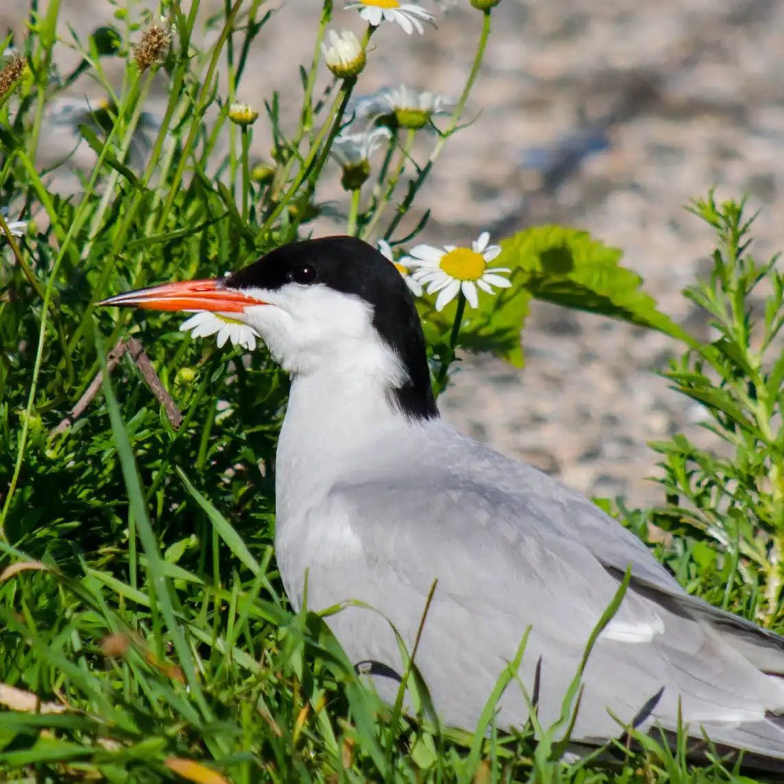 Great Gull Island - Bird Collective