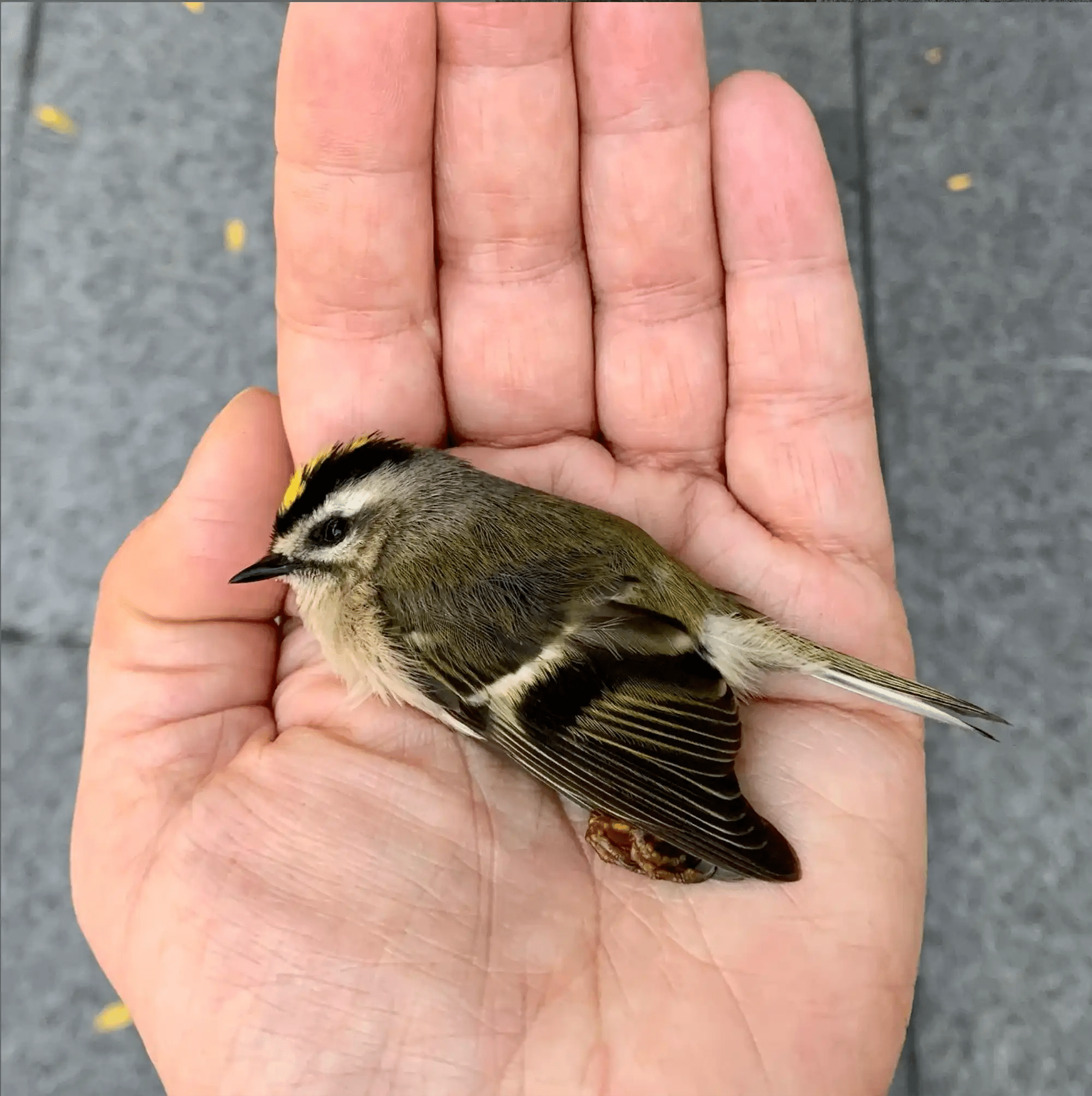 Making Bird Migration Safer - Bird Collective