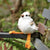 Bird Collective - Piping Plover Chick Stuffed Animal - 